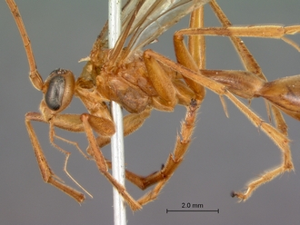 Paniscomima_bekilyi_head_mesosoma_lateral