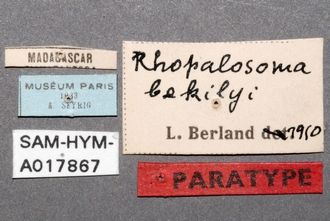 Paniscomima_bekilyi_labels