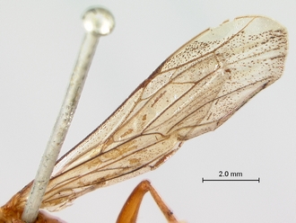 Paniscomima_bekilyi_wing