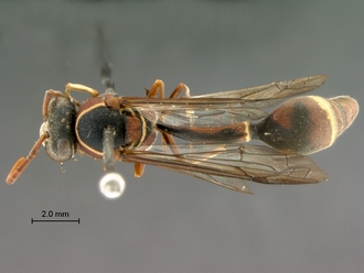 Eumenes_arnoldi_SAM-HYM-A004369_habitus_dorsal