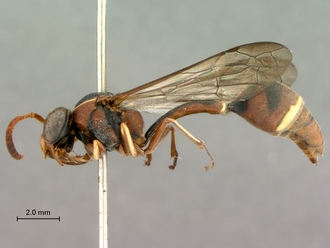 Eumenes_arnoldi_SAM-HYM-A004369_habitus_lateral