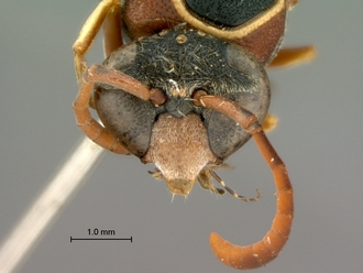 Eumenes_arnoldi_SAM-HYM-A004369_head_frontal