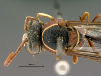 Eumenes_arnoldi_SAM-HYM-A004369_head_mesosoma_dorsal