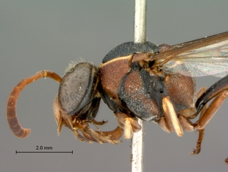 Eumenes_arnoldi_SAM-HYM-A004369_head_mesosoma_lateral