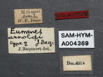 Eumenes_arnoldi_SAM-HYM-A004369_labels