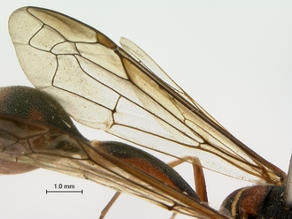Eumenes_arnoldi_SAM-HYM-A004369_wings