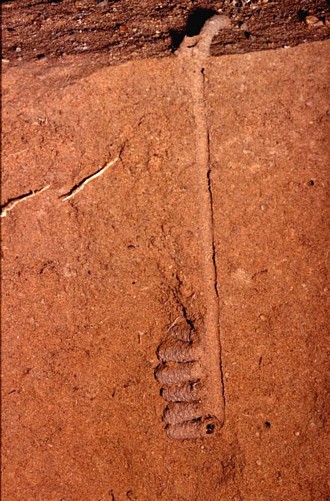 Nest of Priscomasaris namibiensis, photo Sarah Gess