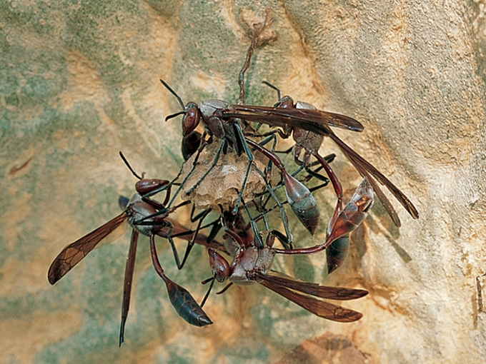 Belonogaster_dubia_Picker&Griffiths