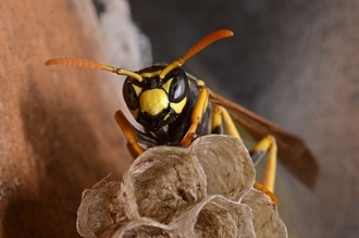 Polistes_dominula_foundress_Stellenbosch_Simon_van_Noort