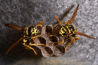 Polistes_dominula_foundress_Stellenbosch_Simon_van_Noort
