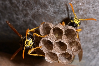 Polistes_dominula_foundress_Stellenbosch_Simon_van_Noort