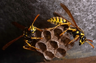 Polistes_dominula_foundress_Stellenbosch_Simon_van_Noort