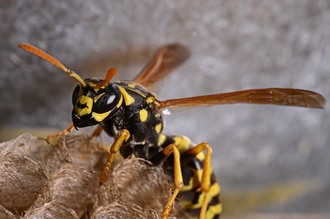 Polistes_dominula_foundress_Stellenbosch_Simon_van_Noort