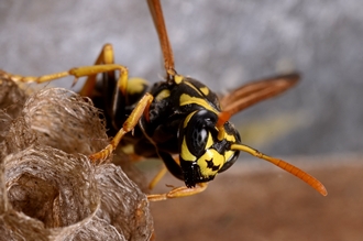 Polistes_dominula_foundress_Stellenbosch_Simon_van_Noort