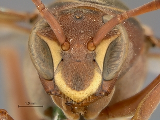 Polistes_fastidiosus_SAM-HYM-A007915_face_frontal