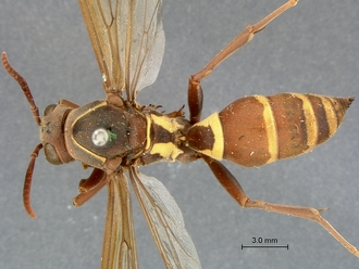 Polistes_fastidiosus_SAM-HYM-A007915_habitus_dorsal
