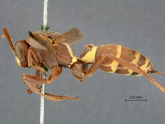 Polistes_fastidiosus_SAM-HYM-A007915_habitus_lateral