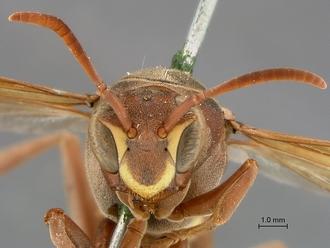 Polistes_fastidiosus_SAM-HYM-A007915_head_frontal