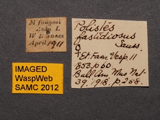 Polistes_fastidiosus_SAM-HYM-A007915_labels