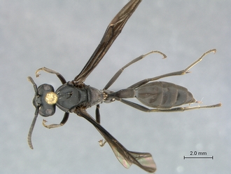 Polybioides_melaina_SAM-HYM-P044105_habitus_dorsal