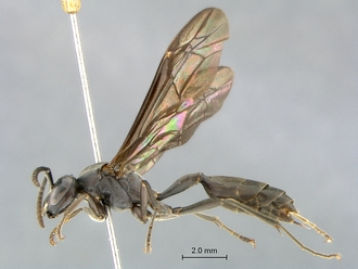 Polybioides_melaina_SAM-HYM-P044105_habitus_lateral