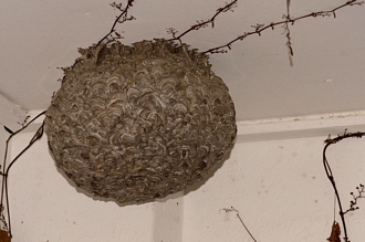 Vespula_germanica_Banghoek_DSC6839