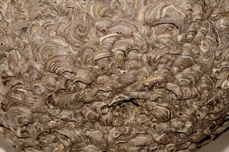 Vespula_germanica_Banghoek_DSC6840