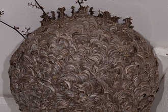 Vespula_germanica_Banghoek_DSC6846