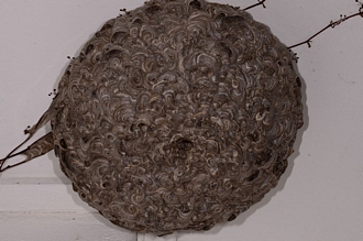 Vespula_germanica_Banghoek_DSC6848