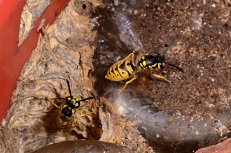 Vespula_germanica_Banghoek_DSC6857