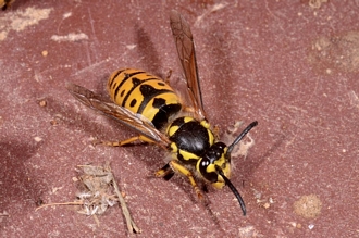 Vespula_germanica_Banghoek_DSC6859