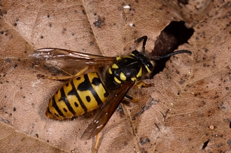 Vespula_germanica_Banghoek_DSC6863