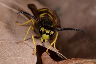 images/Vespula_germanica_Banghoek_DSC6875_330.jpg