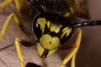 Vespula_germanica_Banghoek_DSC6875