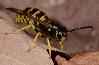 Vespula_germanica_Banghoek_DSC6878