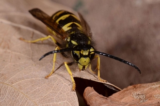 Vespula_germanica_Banghoek_DSC6881
