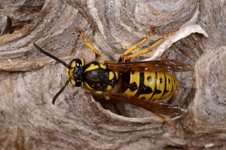 Vespula_germanica_DSC6948