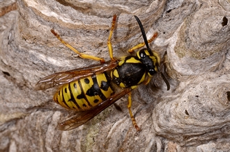 Vespula_germanica_DSC6951