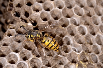 Vespula_germanica_DSC6993