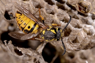 Vespula_germanica_DSC7025