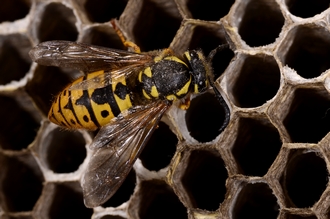 Vespula_germanica_DSC7036