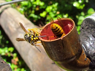 Vespula_germanica_Nico_Laubscher_20120221nfl3957