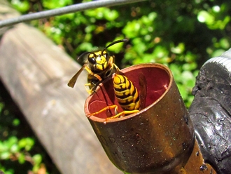Vespula_germanica_Nico_Laubscher_20120221nfl3959