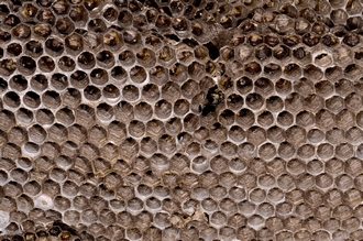 Vespula_germanica_cells_DSC6990