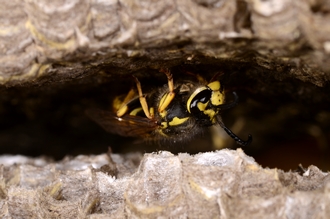 Vespula_germanica_comb_DSC6964