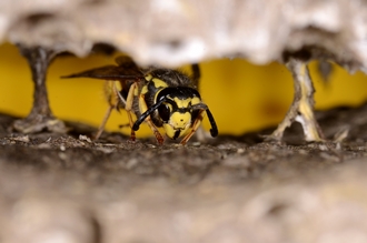 Vespula_germanica_comb_DSC6968