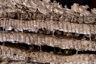Vespula_germanica_comb_DSC6983