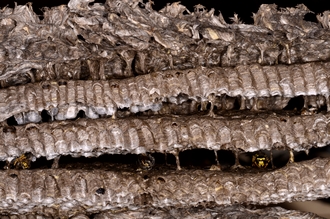 Vespula_germanica_comb_DSC6989