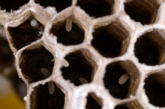 Vespula_germanica_eggs_DSC7054