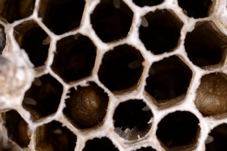 Vespula_germanica_eggs_larvae_DSC7052